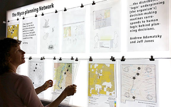 Myco-planning Network